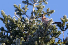 Eurasian Jay　(Ezo Kakesu)