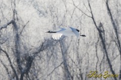 Japanese crane