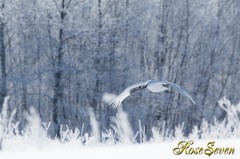 Japanese crane