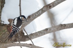 Great Spotted Woodpecker　(ezo akagera)