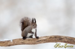 Hokkaido Squirrel