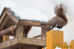 Hokkaido Squirrel