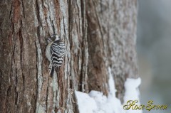 Japanese Pygmy Woodpecker　(Ezo kogera)