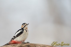 Great Spotted Woodpecker　(ezo akagera)