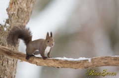 Hokkaido Squirrel