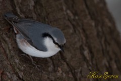 Great Tit