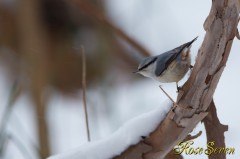 Great Tit