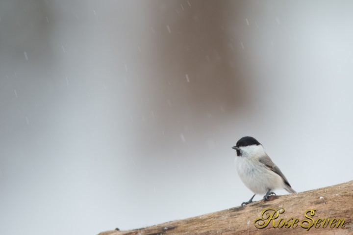 Willow Tit　コガラ