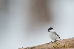 Marsh Tit