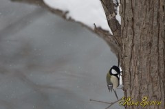 Varied tit