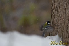 Varied tit