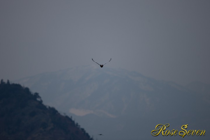 The Steller's sea eagle which flies on the lake 