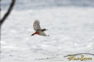 トウモロコシ　エゾアカゲラ　Great Spotted Woodpecker