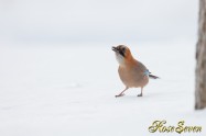 ミヤマカケス　Eurasian Jay　(2013/02)