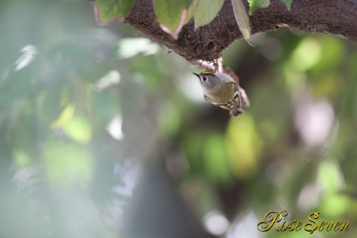 キクイタダキ Canon Eos-1D X　EF600 F4L IS II USM　M-Mode F4 ISO-500 SS1/125 WB-Auto s,jpeg