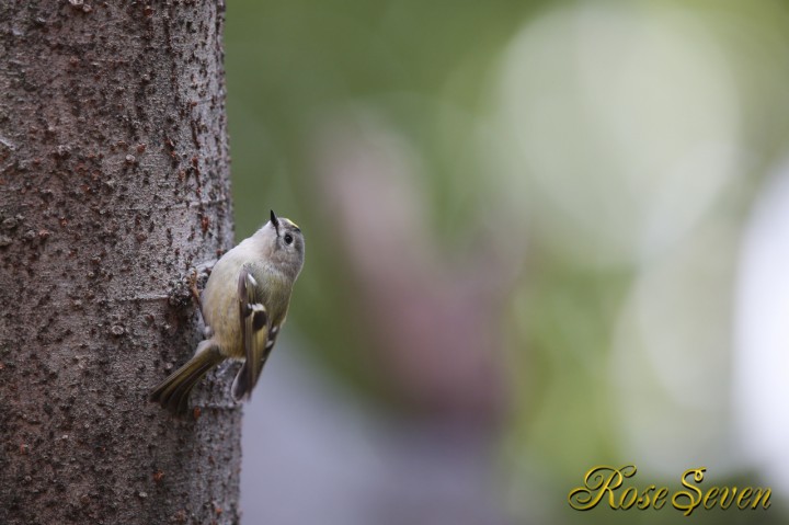 キクイタダキ Canon Eos-1D X　EF600 F4L IS II USM　M-Mode F4 ISO-500 SS1/200 WB-Auto s,jpeg