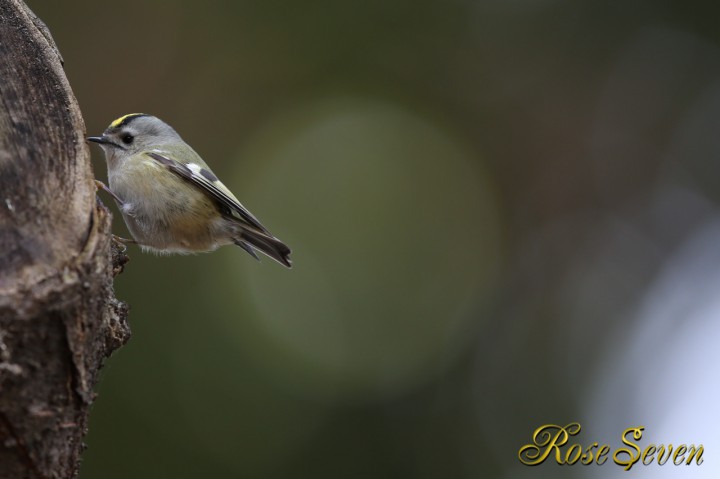 キクイタダキ Canon Eos-1D X　EF600 F4L IS II USM　M-Mode F4 ISO-500 SS1/200 WB-Auto s,jpeg