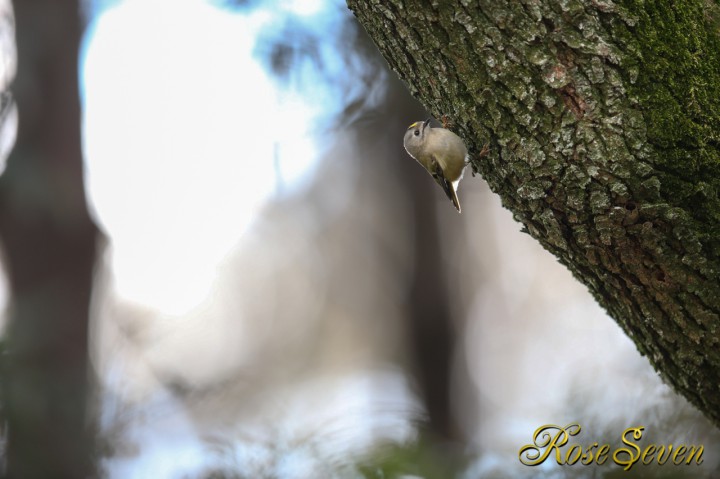 キクイタダキ Canon Eos-1D X　EF600 F4L IS II USM　M-Mode F4 ISO-640 SS1/200 WB-Auto s,jpeg