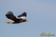 オオワシさん　(Steller's sea eagle) Canon Eos-1D Mark IV　+　EF600 F4L IS II USM　