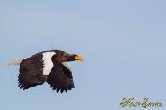 オオワシさん　(Steller's sea eagle) Canon Eos-1D Mark IV　+　EF600 F4L IS II USM　