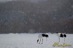 タンチョウ　Red-crowned Crane　Canon Eos-1D Mark IV + EF70-200 F2.8L IS II USM　M-Mode ISO160 F4.0 SS 1/1250