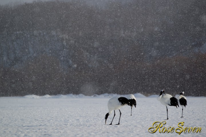 タンチョウ　Canon Eos-1D Mark IV + EF70-200 F2.8L IS II USM　M-Mode ISO160 F4.0 SS 1/1250