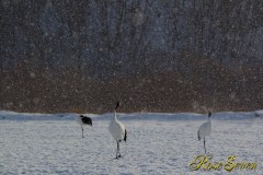 タンチョウ　Red-crowned Crane　Canon Eos-1D Mark IV + EF70-200 F2.8L IS II USM　M-Mode ISO160 F5.6 SS 1/1250