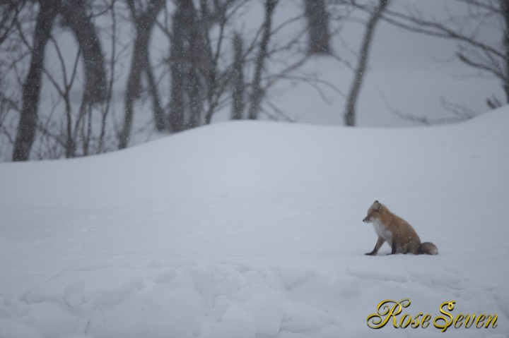 キタキツネ　Ezo red fox