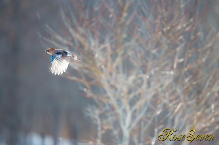 飛ぶ　ミヤマカケス　Eurasian Jay