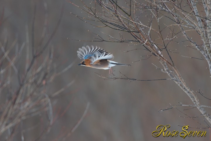 そして　飛ぶ　　　ミヤマカケス　Eurasian Jay