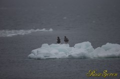 流氷オオワシ　(Steller's sea eagle)　Canon Eos-1D X　+　EF600 F4L IS II USM