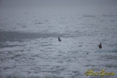 流氷オオワシ　(Steller's sea eagle)　Canon Eos-1D X　+　EF600 F4L IS II USM