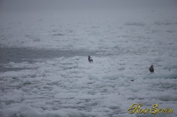 流氷オオワシ　Canon Eos-1D X　+　EF600 F4L IS II USM