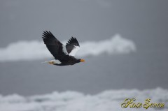 オオワシ　(Steller's sea eagle)　Canon Eos-1D X　+　EF600 F4L IS II USM