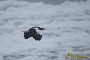 オオワシ　Canon Eos-1D X　+　EF600 F4L IS II USM