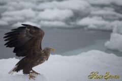 オジロワシ (White-tailed eagle)　Canon Eos-1D X　+　EF600 F4L IS II USM