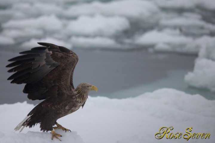 オジロワシ　Canon Eos-1D X　+　EF600 F4L IS II USM