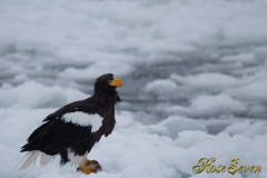 オオワシ　(Steller's sea eagle)　Canon Eos-1D X　+　EF600 F4L IS II USM