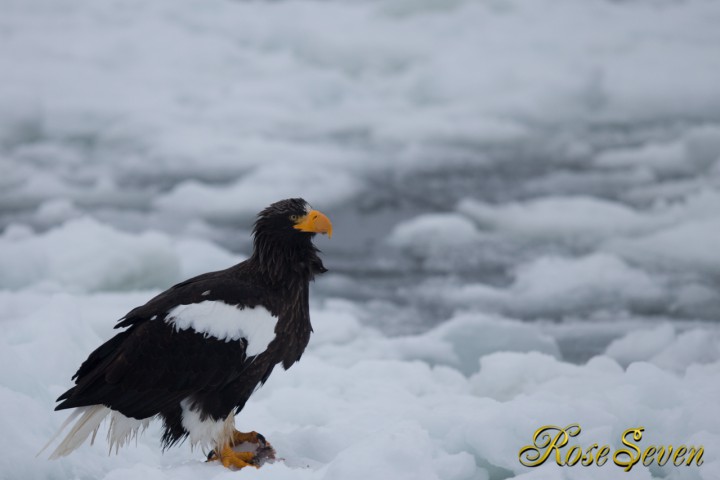 オオワシ　Canon Eos-1D X　+　EF600 F4L IS II USM