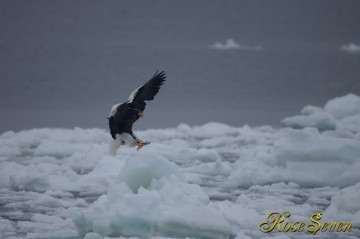 オオワシ　Canon Eos-1D X　+　EF600 F4L IS II USM