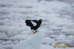 オオワシ　(Steller's sea eagle)　Canon Eos-1D X　+　EF600 F4L IS II USM