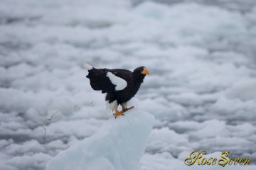 オオワシ　Canon Eos-1D X　+　EF600 F4L IS II USM