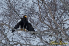 ずぶ濡れ　オオワシ　(Steller's sea eagle)