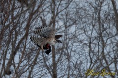 クマタカ　　(Mountain Hawk-eagle)