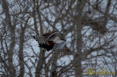 クマタカ　(Mountain Hawk-eagle)