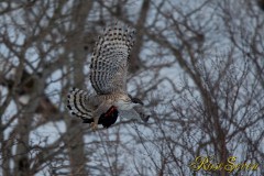 クマタカ　(Mountain Hawk-eagle)　