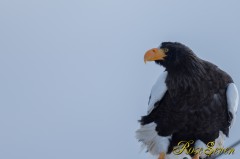 オオワシさん 　(Steller's sea eagle)