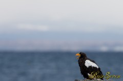 オオワシさん 　(Steller's sea eagle)