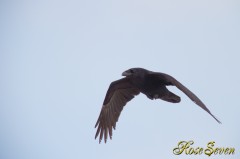 ポカポカと鳴いてましたが　この仔か？？　ワタリガラスも居たようです