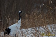 Japanese crane (タンチョウ)